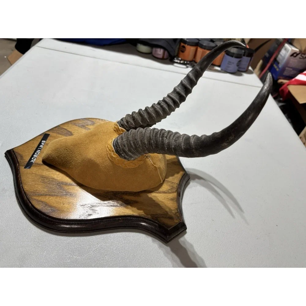 African Springbok Horns Vtg Plaque Taxidermy‎ Mount